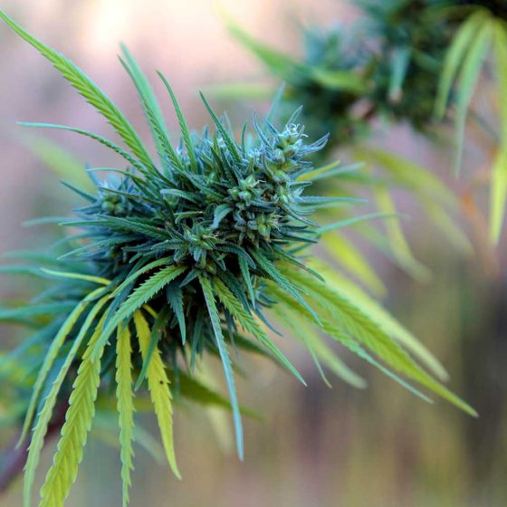 cannabis plant growing outdoor in lebanon