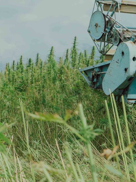 cbd rich hemp crop being harvested