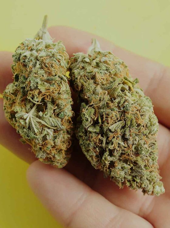 two CBD flower buds in a mans hand