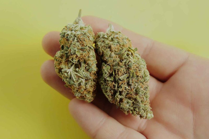 two CBD flower buds in a mans hand