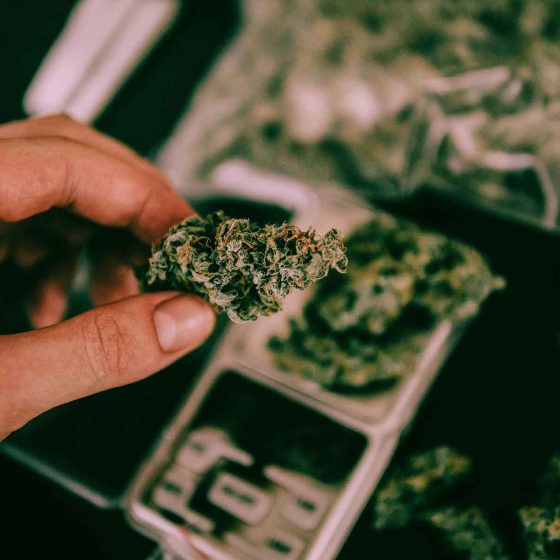 man holding a bud of stardawg cannabis over scales