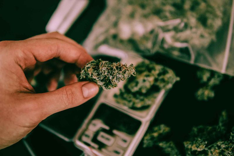 man holding a bud of stardawg cannabis over scales