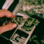 man holding a bud of stardawg cannabis over scales